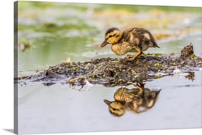 Duckling