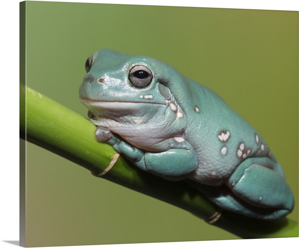 Dumpty tree frog, Australian green tree frog, White's tree frog, Litoria caerulea, controlled conditions