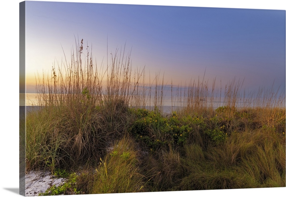 Dune sunflowers and sea oats along Sanibel Island beach in Florida, USA.