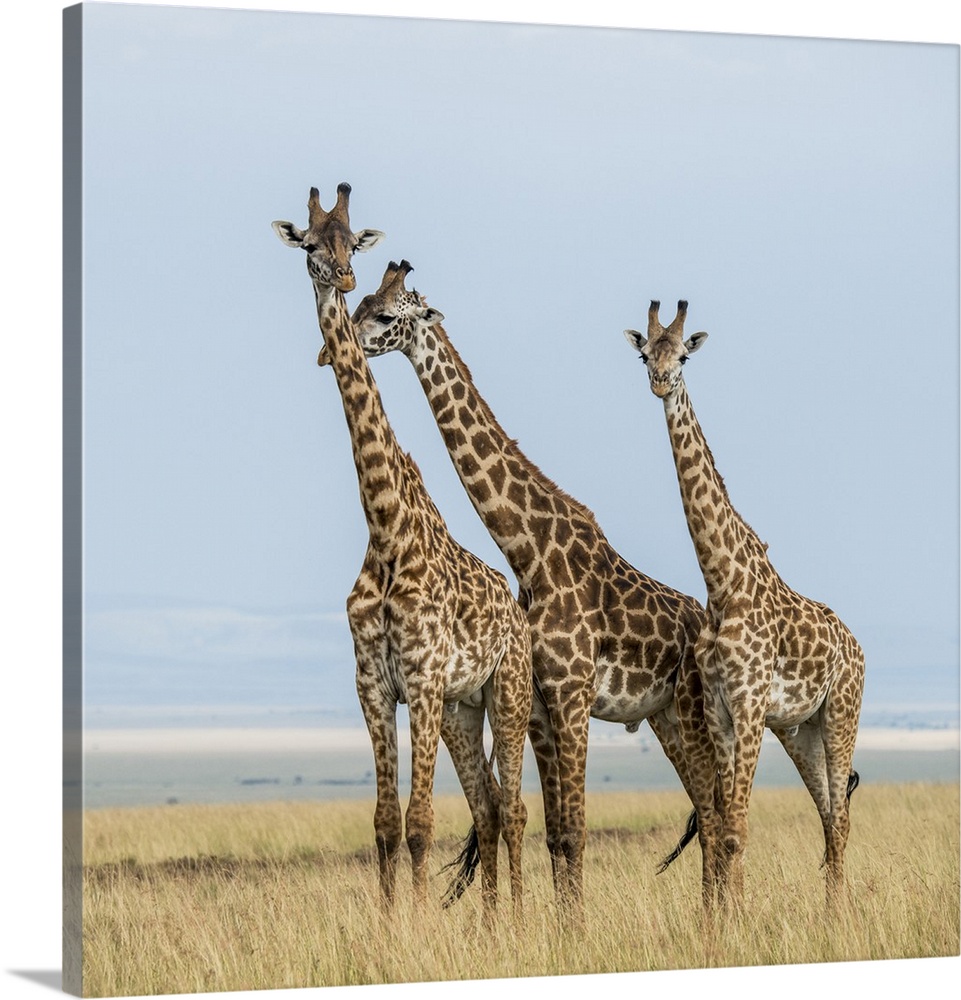 East Kenya, Maasai Mara National Reserve, Mara Conservancy, Mara Triangle, Maasai giraffe.