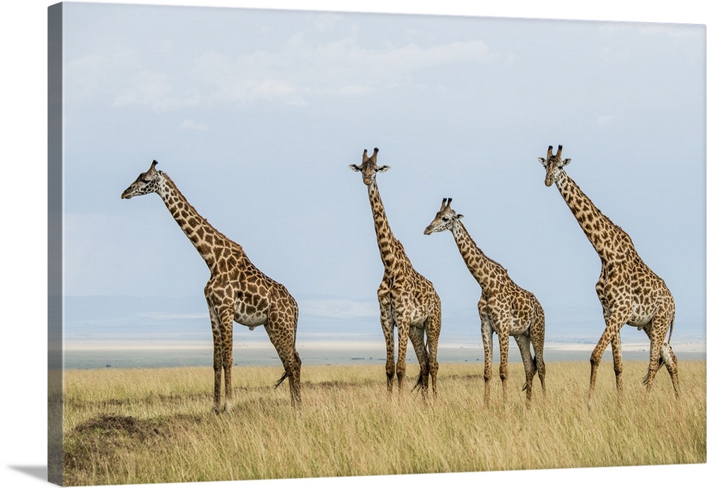 East Kenya, Maasai Mara National Reserve, Mara Conservancy, Mara Triangle, Maasai giraffe.