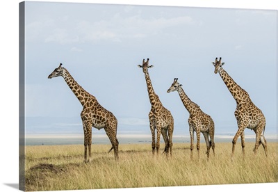 East Kenya, Maasai Mara National Reserve, Maasai giraffe