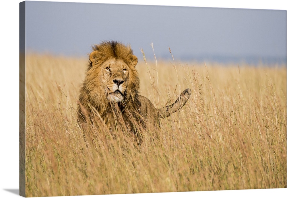 East Kenya, Maasai Mara National Reserve, Mara Conservancy, Mara Triangle, male lion.