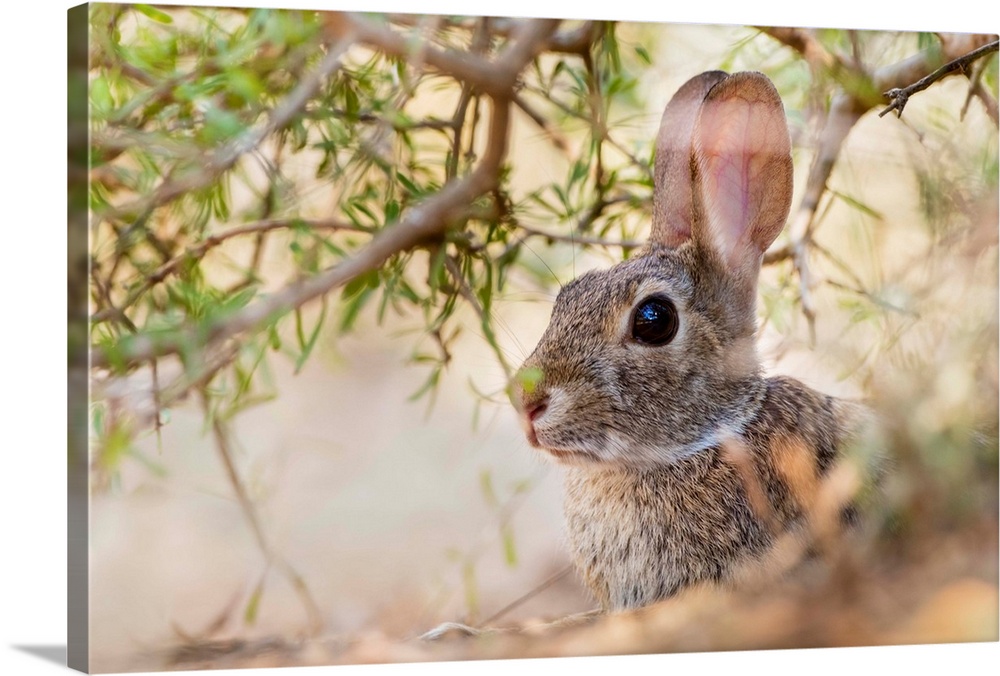 Eastern Cottontail Rabbit (Sylvilagus floridanus) resting in shade