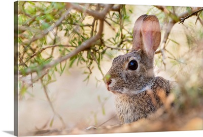 Eastern Cottontail Rabbit (Sylvilagus Floridanus) Resting In Shade
