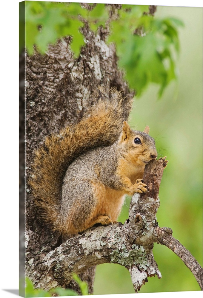 Eastern Fox Squirrel, Sciurus niger, adult in tree, Uvalde County, Hill Country, Texas, USA, April 2006