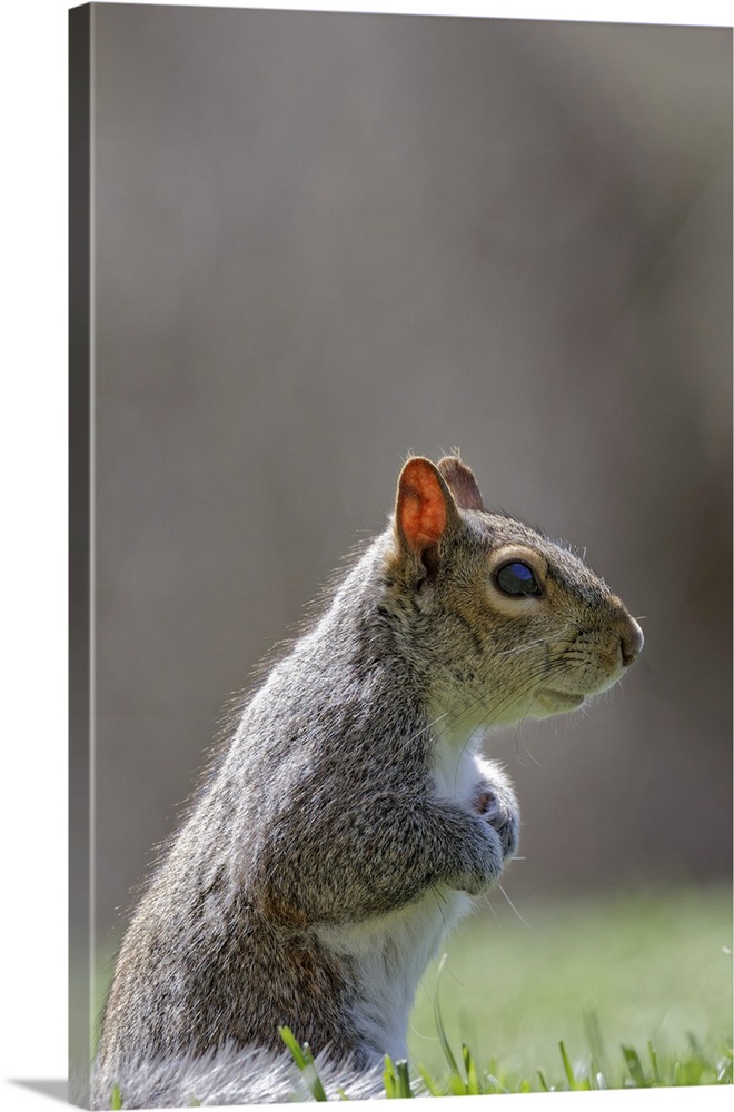 Eastern gray squirrel, Kentucky. United States, Kentucky.