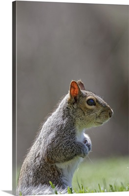 Eastern Gray Squirrel, Kentucky