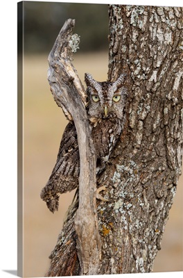 Eastern Screech Owl (Otus Asio) Roosting In Tree