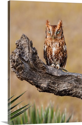 Eastern Screech Owl (Otus Asio) Roosting In Tree