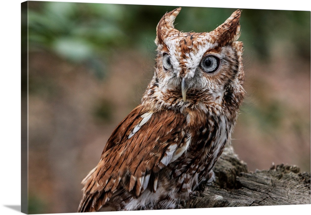 Eastern Screech Owl with steel grey eyes stands on a tree stump