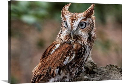 Eastern Screech Owl With Steel Grey Eyes Stands On A Tree Stump