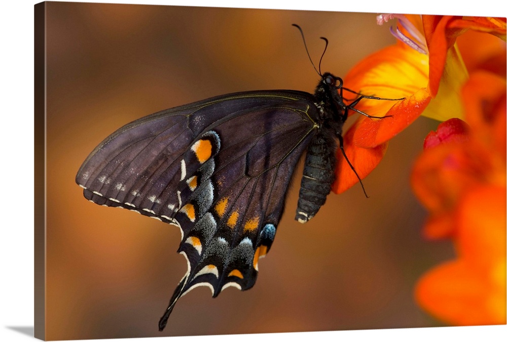 Eastern Tiger Swallowtail, Black Form.