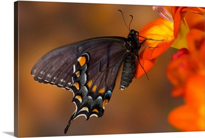 Eastern Tiger Swallowtail, Black Form