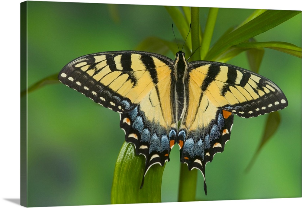 Eastern Tiger Swallowtail Butterfly, Papilio glaucus.