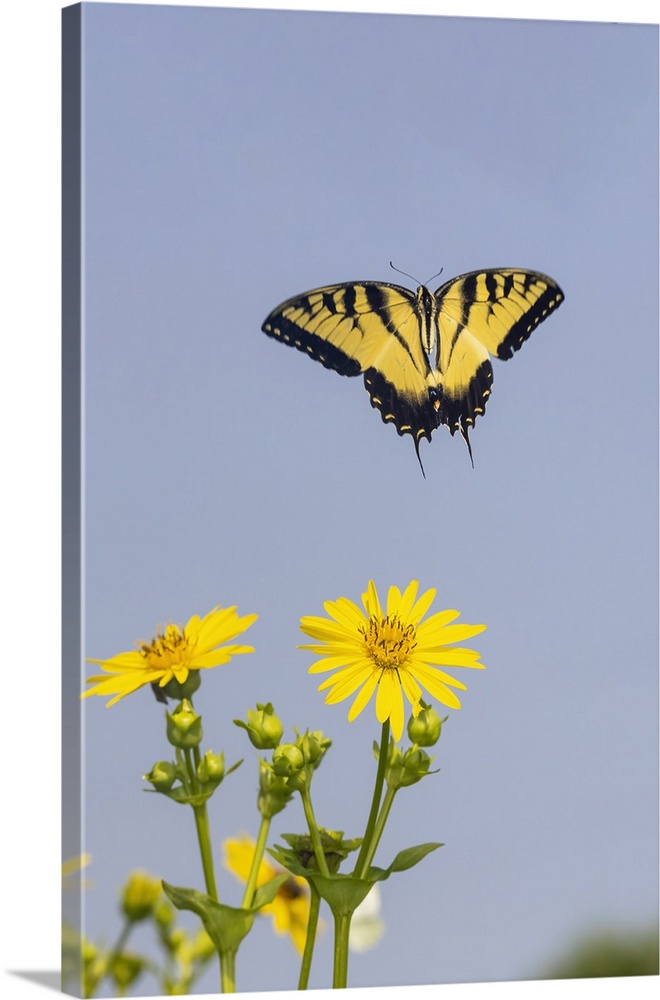 Eastern Tiger swallowtail flying from Cup plant. Nature, Fauna.
