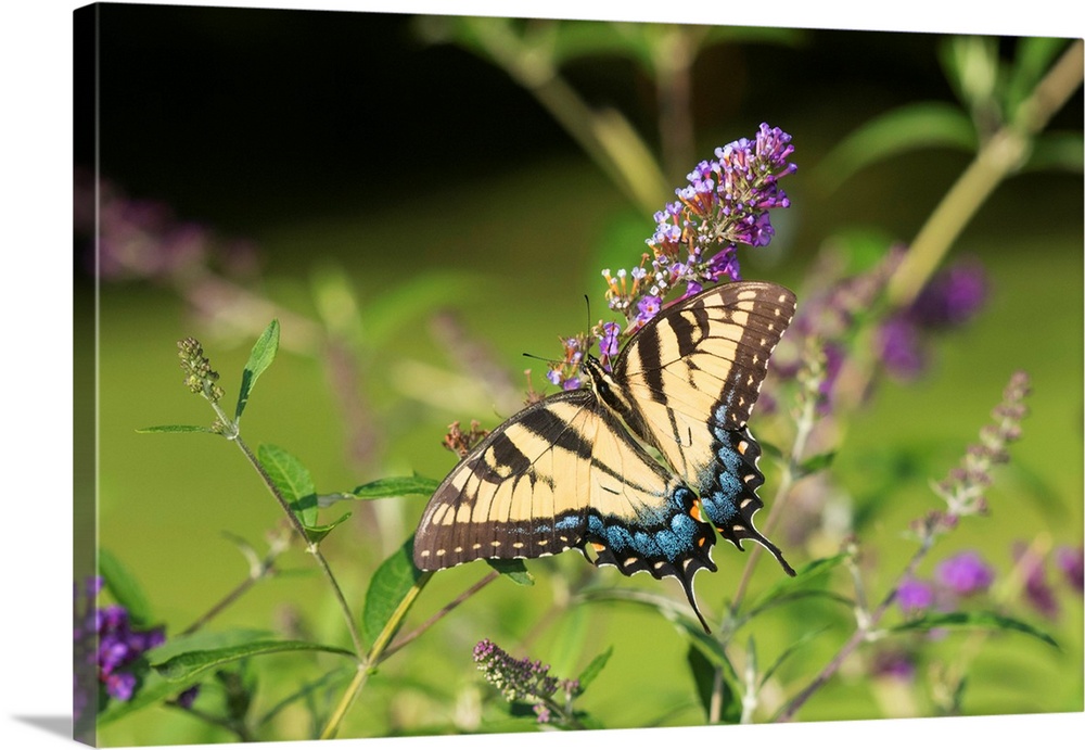 Eastern Tiger Swallowtail (Papilio glaucaus) on Butterfly Bush (Buddleja davidii) Marion Co. IL