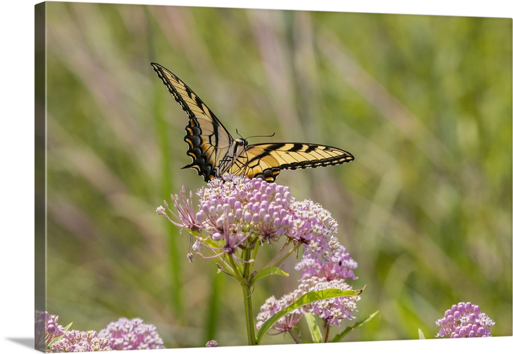 Eastern Tiger swallowtail on swamp milkweed. Nature, Fauna.