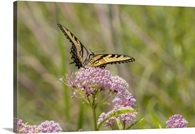 Eastern Tiger Swallowtail On Swamp Milkweed