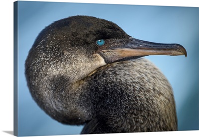 Ecuador, Galapagos, Genovesa Island, Flightless Cormorant Portrait
