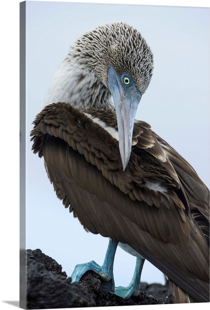 Ecuador, Galapagos Islands, Santa Cruz. Black Turtle Cove, Blue-footed booby perching.