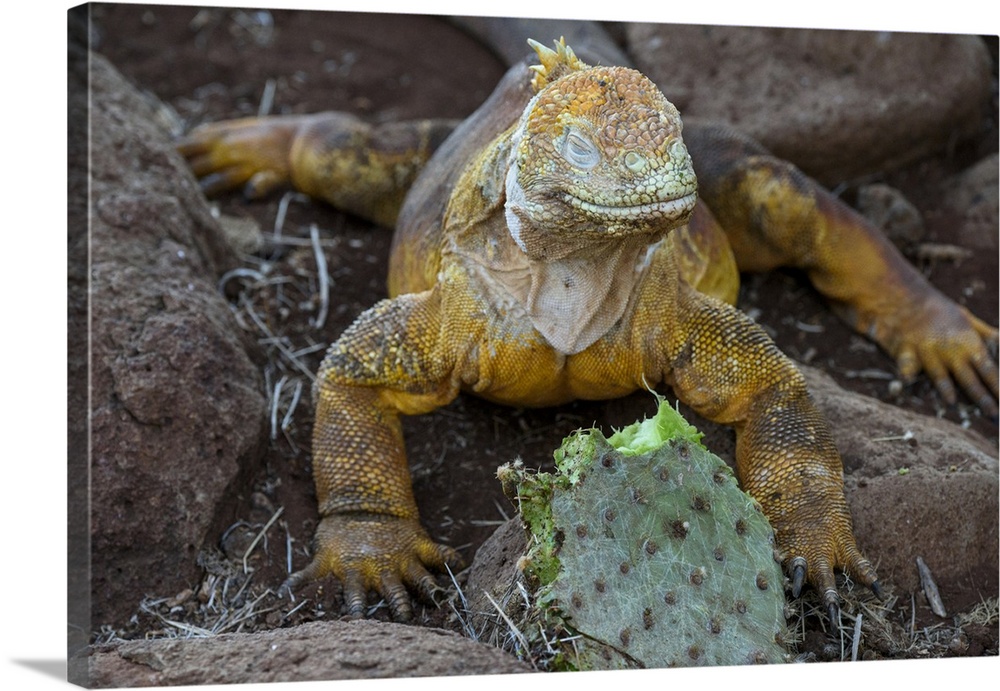 Ecuador, Galapagos Islands, Santa Fe Island. Santa Fe land iguana feeds on favorite food of Opuntia cactus.