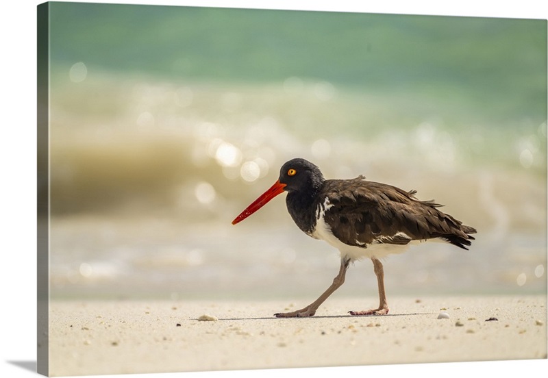 Ecuador, Galapagos National Park, Espanola Island, American
