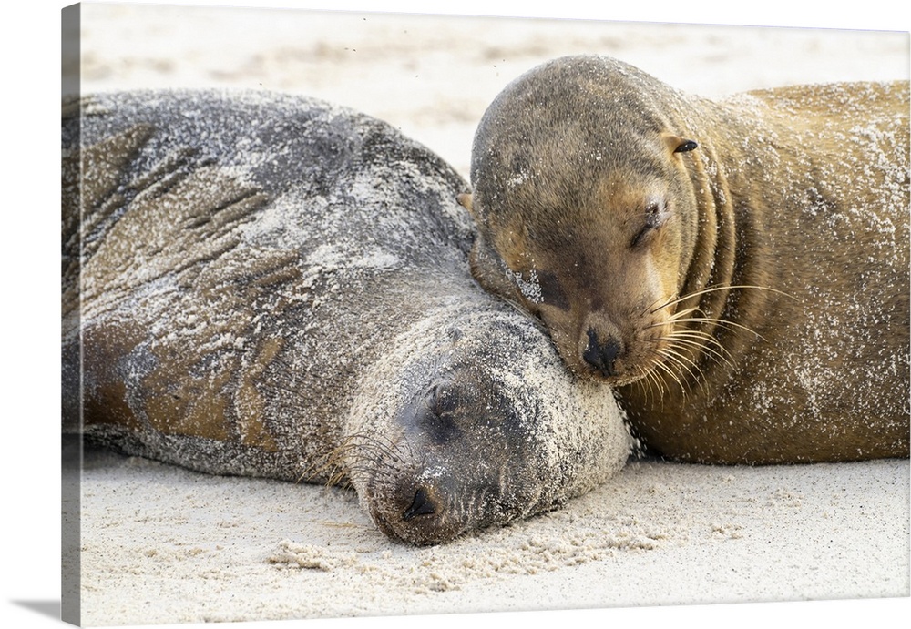 Ecuador, Galapagos National Park, Espanola Island. Sea lions sleeping on beach.