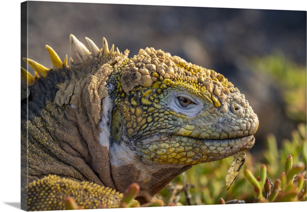 Ecuador, Galapagos National Park, South Plaza Island. Land iguana head close-up.