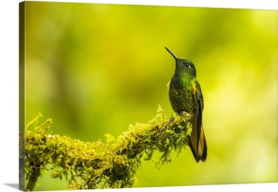 Ecuador, Guango, Buff-Tailed Coronet Hummingbird Close-Up