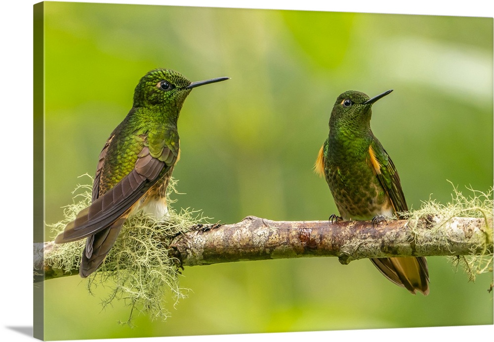 Ecuador, Guango. Buff-tailed coronet hummingbirds close-up.