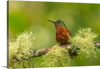 Ecuador, Guango, Chestnut-Breasted Coronet Hummingbird Close-Up