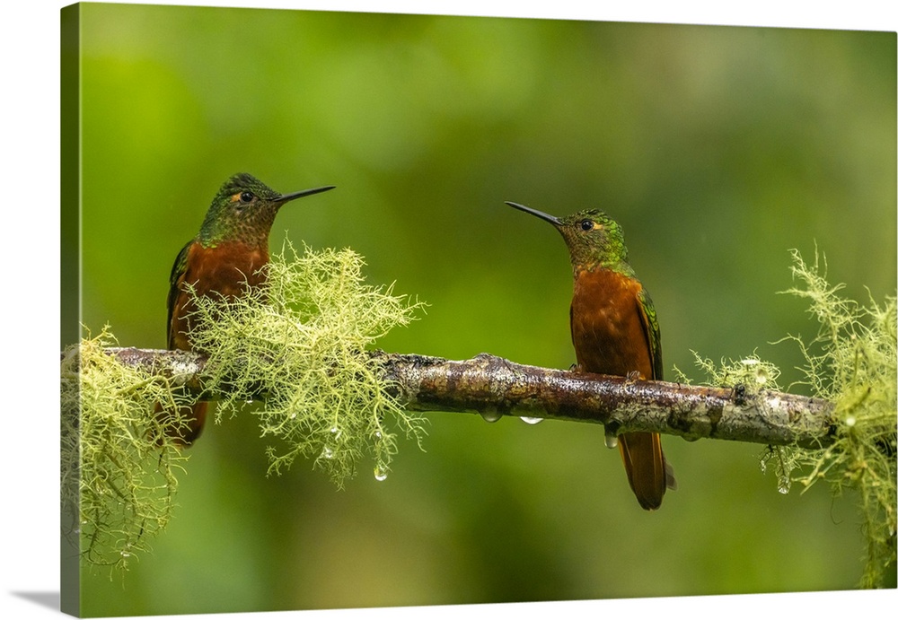 Ecuador, Guango. Chestnut-breasted coronet hummingbirds close-up.