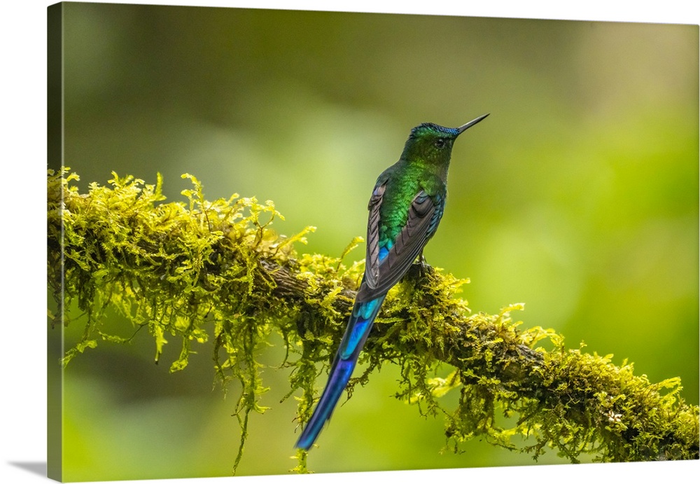 Ecuador, Guango. Long-tailed sylph hummingbird close-up.