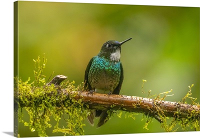 Ecuador, Guango, Tourmaline Sunangel Hummingbird Close-Up