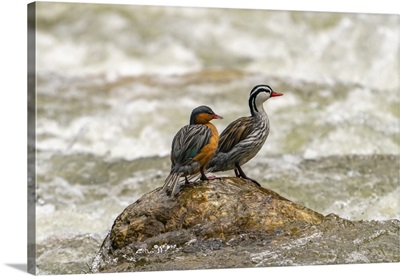 Ecuador, Guango, Two Torrent Ducks On Rock In Rushing Water