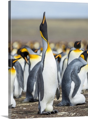 Egg Being Incubated By Adult King Penguin While Balancing On Feet, Falkland Islands