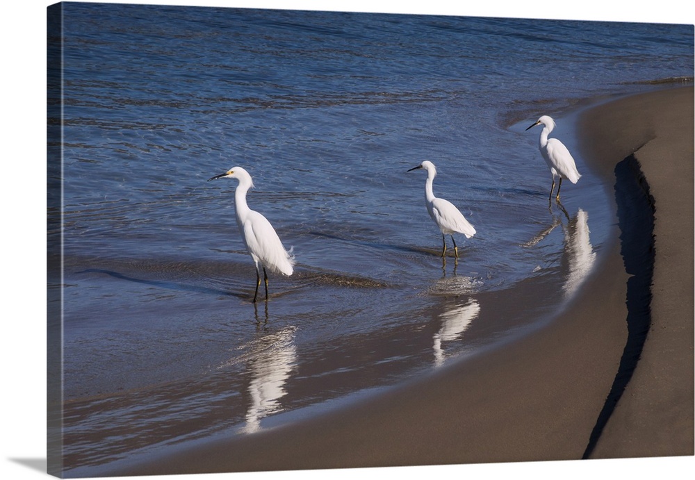 Egrets, Breakwater, Santa Barbara, California