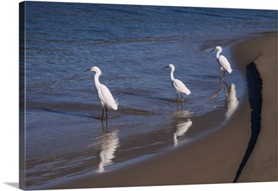 Egrets, Breakwater, Santa Barbara, California