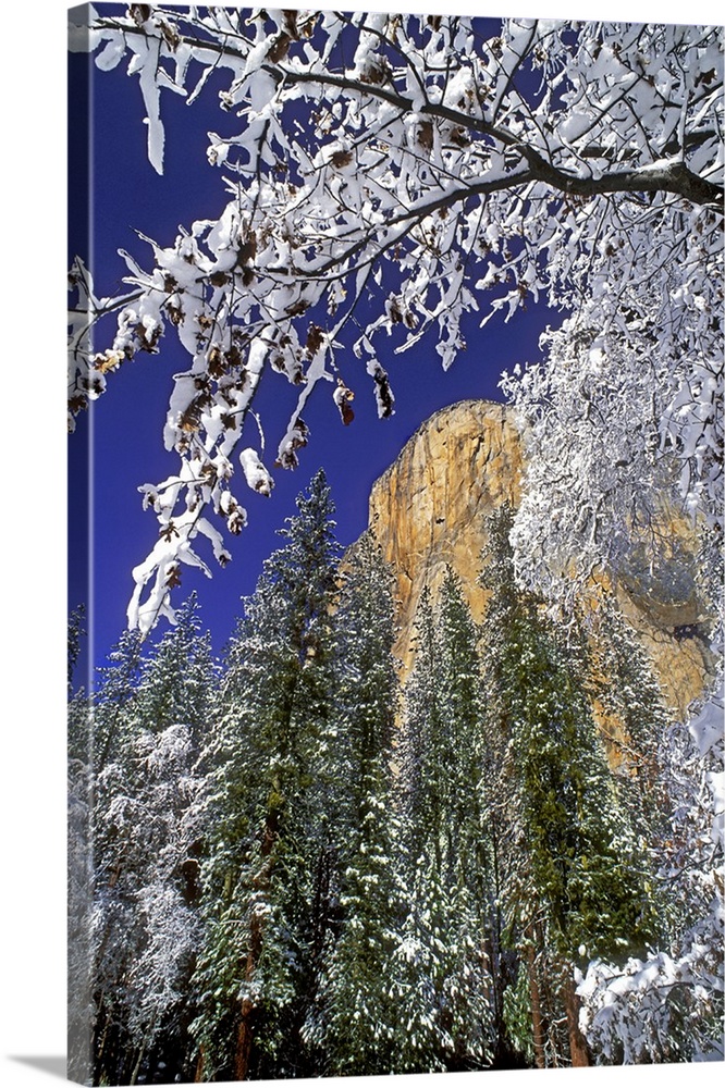 USA, California, Yosemite National Park. El Capitan framed by snow-covered black oaks in winter.