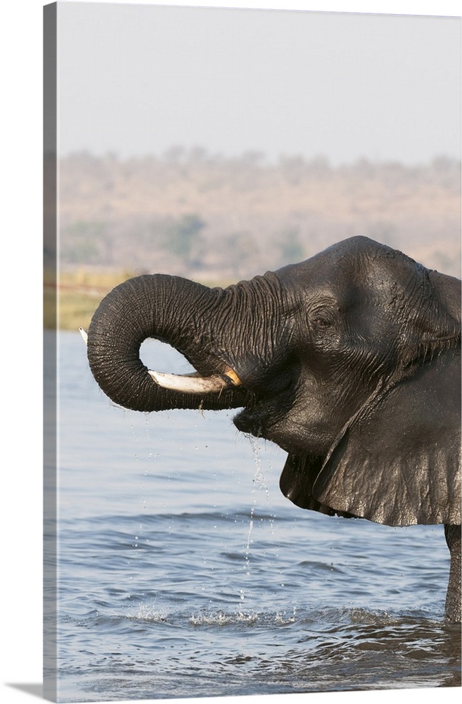 Elephant (Loxodonda africana), Chobe National Park, Botswana.