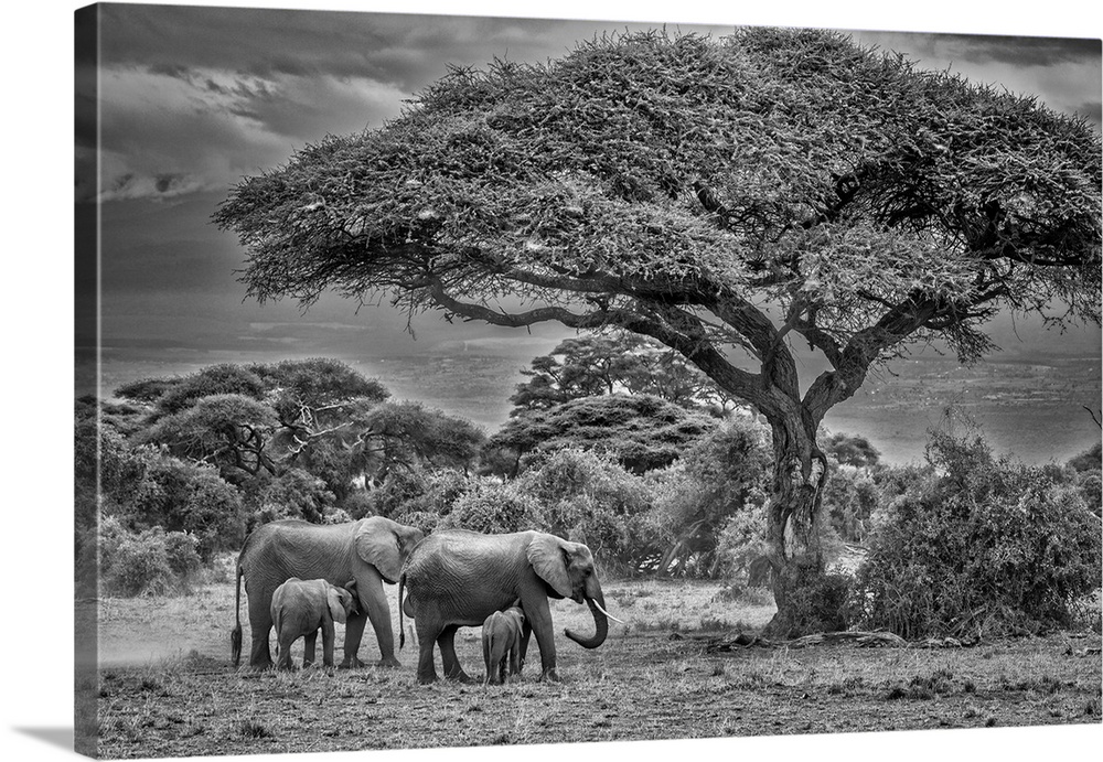 Elephant family, Amboseli Nation Park, Africa.