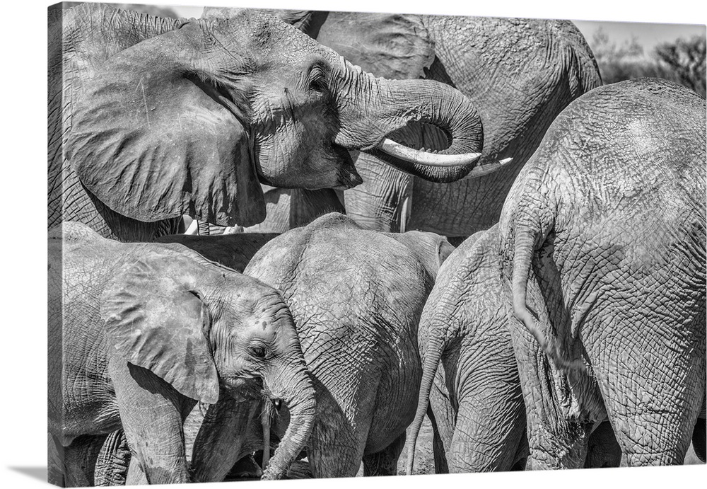 Elephant family, Amboseli National Park, Africa.