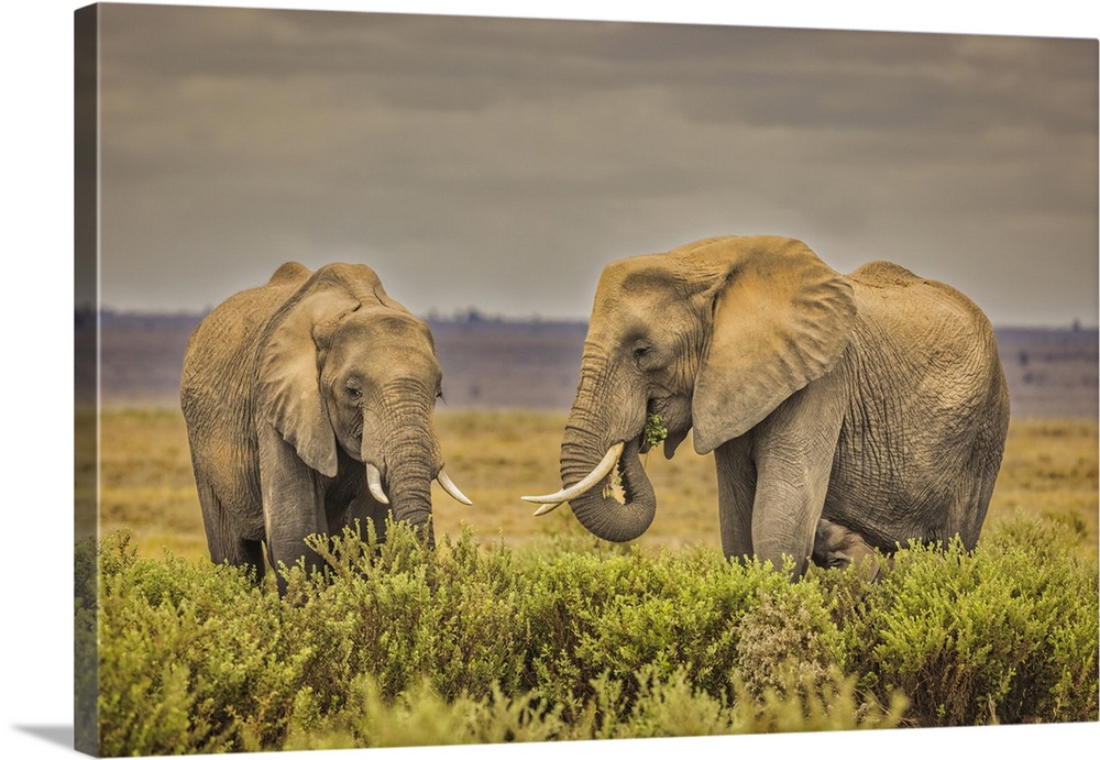 Elephant pair, Amboseli National Park.