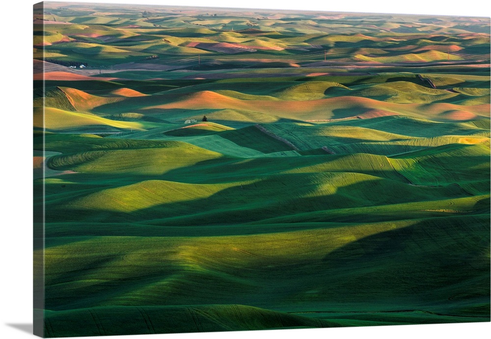 Elevated view of undulating wheat crop, Palouse region of eastern Washington.