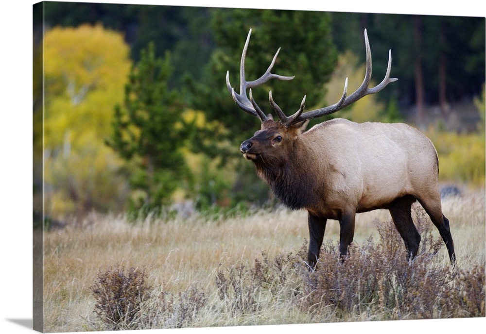 Elk, Wapiti, Cervus elaphus, bull with aspentrees with fallcolors, Rocky Mountain National Park, Colorado, USA, September ...