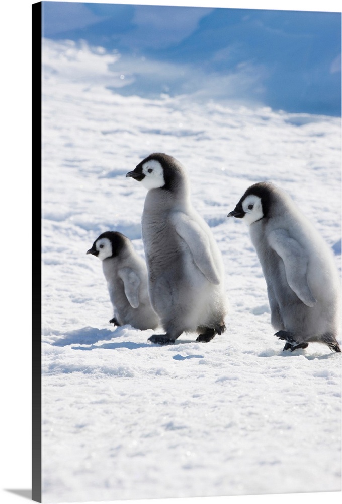 Emperor Penguin (Aptenodytes forsteri) chicks on ice, Snow Hill Island, Antarctica.