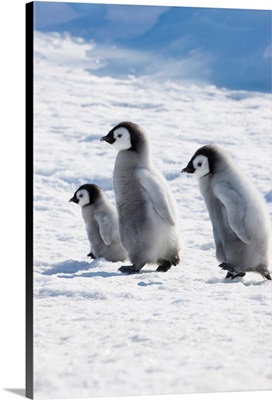 Emperor Penguin (Aptenodytes Forsteri) Chicks On Ice, Snow Hill Island, Antarctica