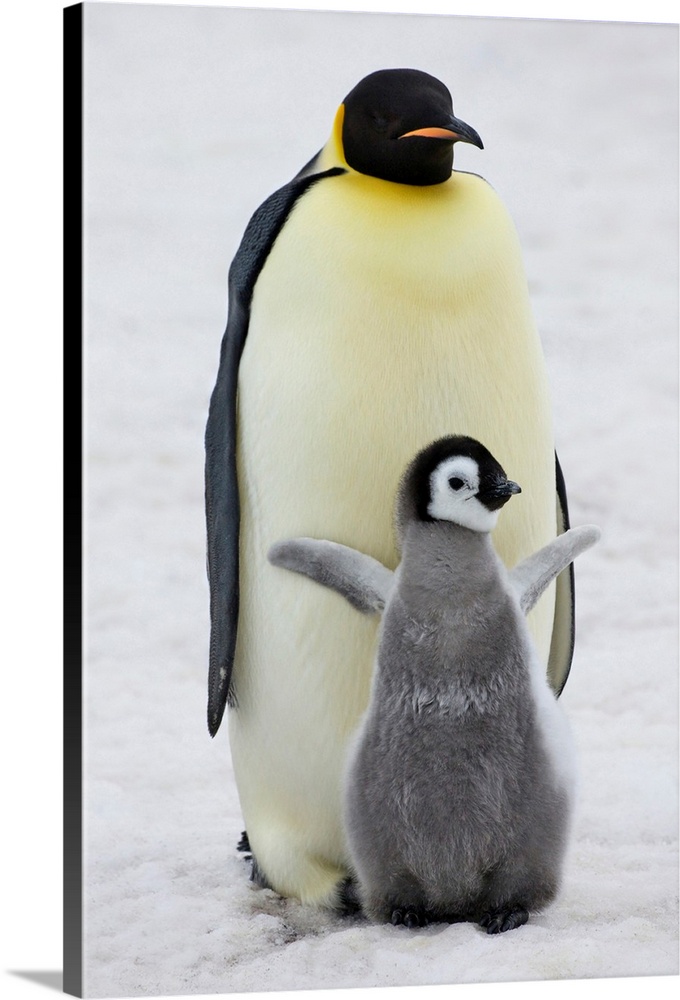 Emperor Penguin (Aptenodytes forsteri) parent with chick on ice, Snow Hill Island, Antarctica.