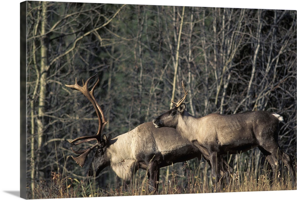 Endangered woodland caribou, Rangifer tarandus, bull and a cow along a forest in the southern Yukon, Canada